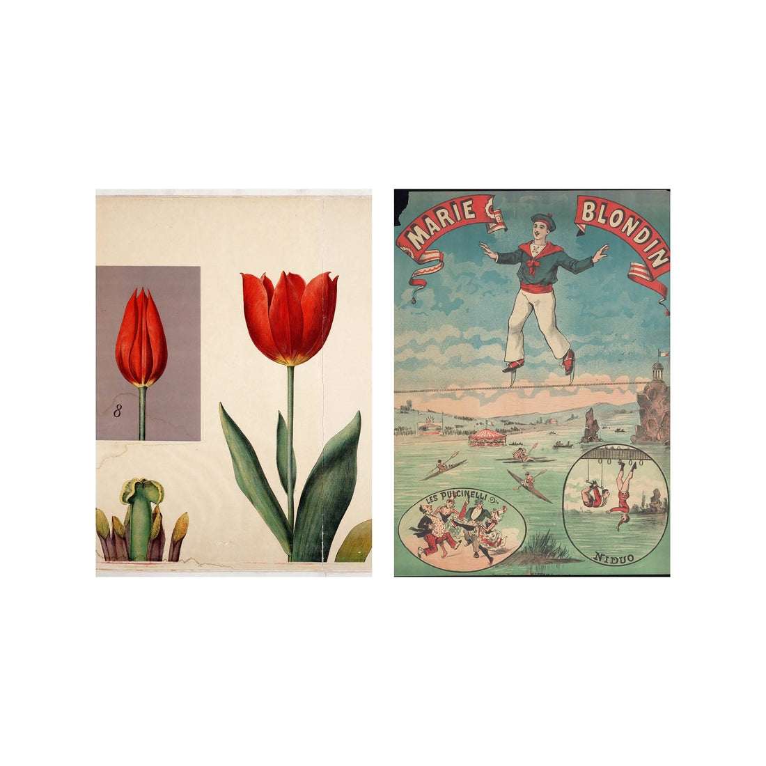 Postcard collage Allard Pierson collectie - Acrobaat tulp