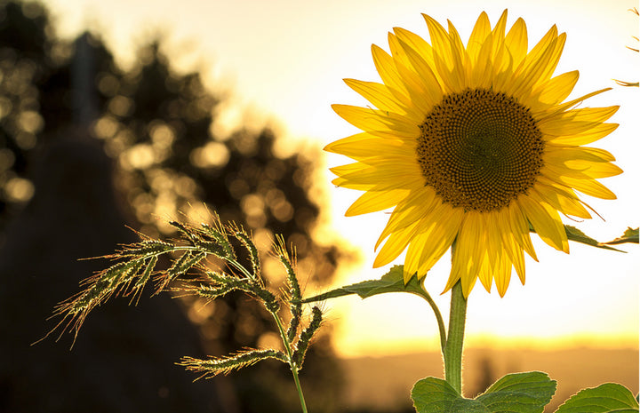 Zonnebloem| Minikaart Fripperies