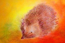 Igel| Brechtje Duijzer