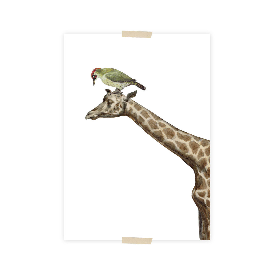 Postcard collage Zaans Museum - Giraf en specht