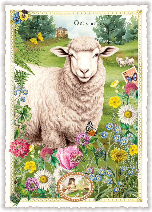 Schaap (PK1318) | Kaart Edition Tausendschön