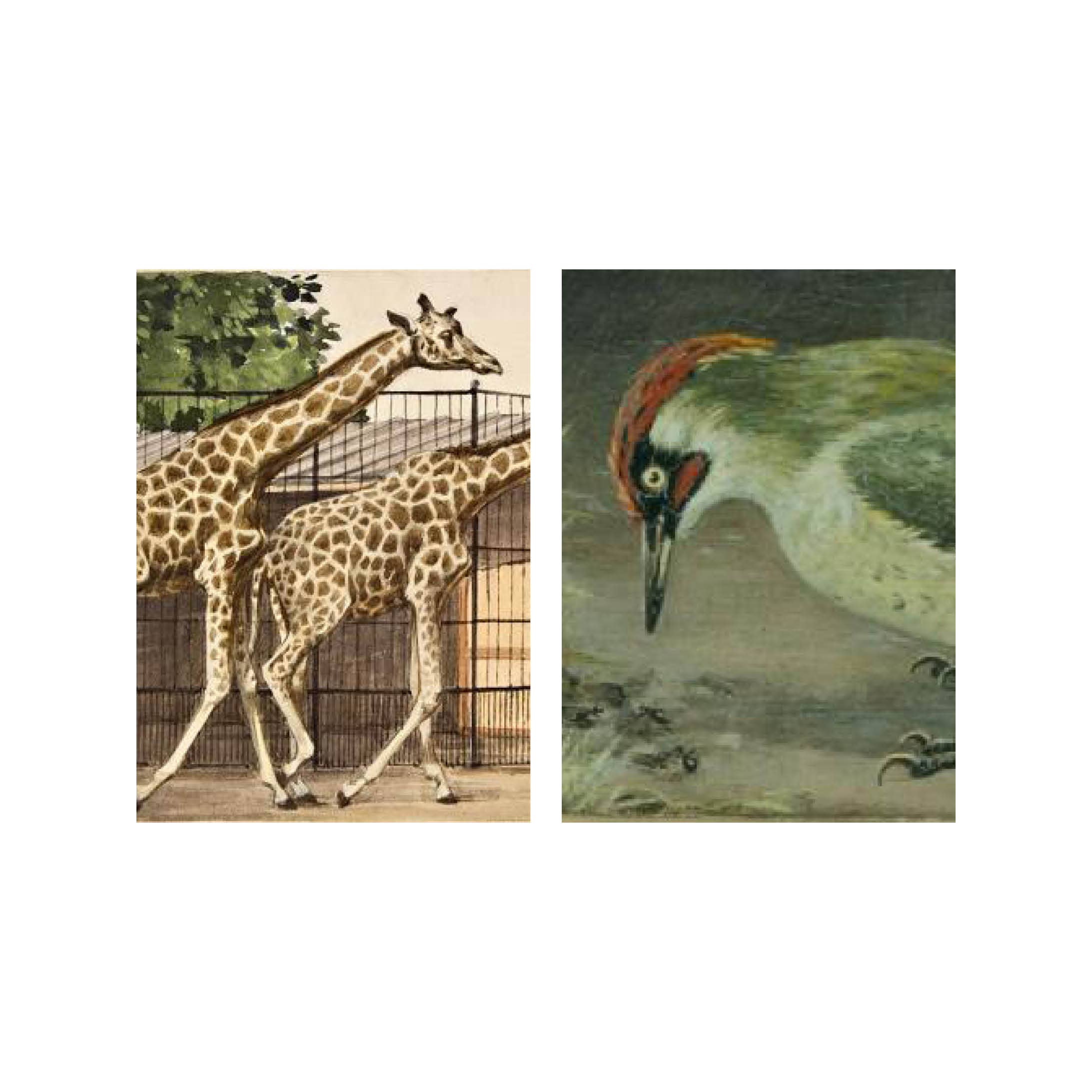 Postcard collage Zaans Museum - Giraf en specht