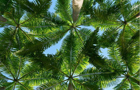 Palmbomen| Minikaart Fripperies