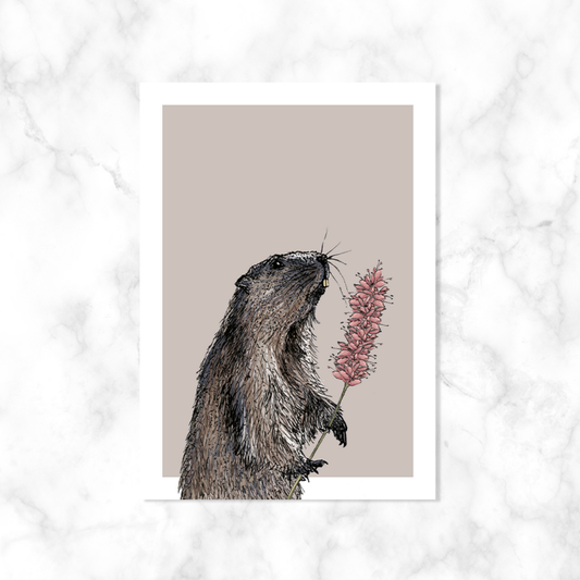 Marmot | Kaartstudio